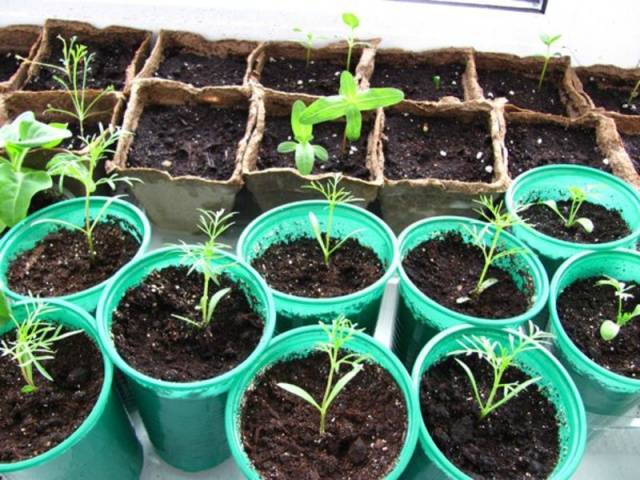 Growing cosmea from seeds at home