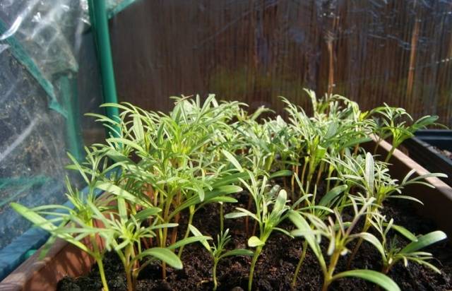 Growing cosmea from seeds at home