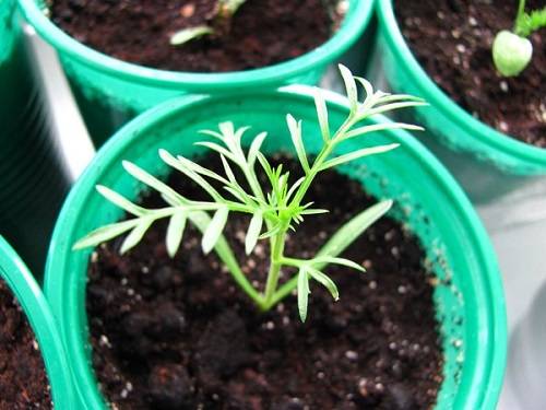 Growing cosmea from seeds at home