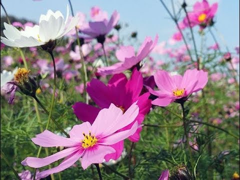 Growing cosmea from seeds at home