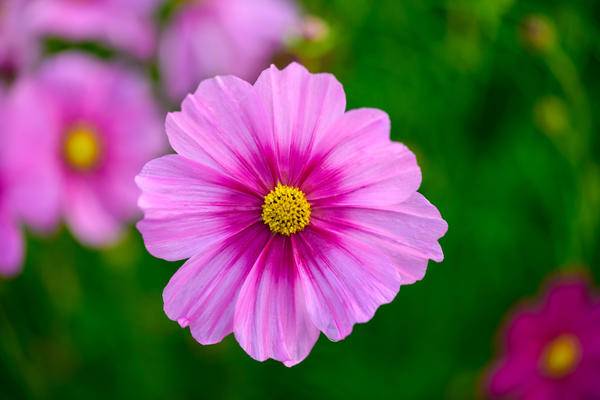 Growing cosmea from seeds at home