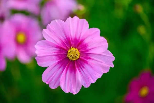 Growing cosmea from seeds at home