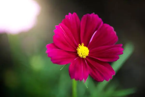 Growing cosmea from seeds at home