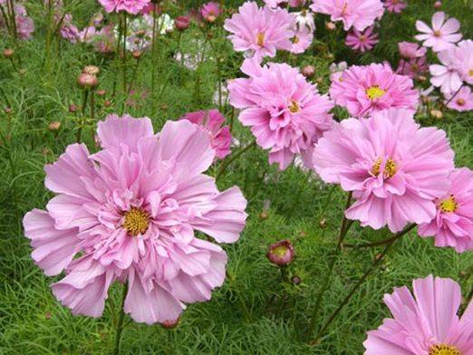 Growing cosmea from seeds at home