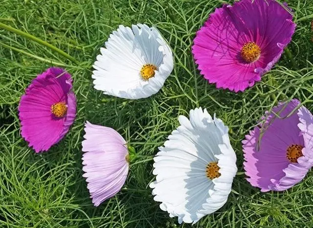 Growing cosmea from seeds at home