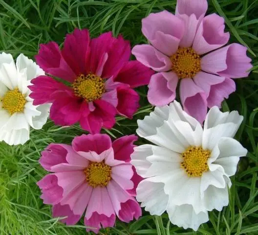 Growing cosmea from seeds at home