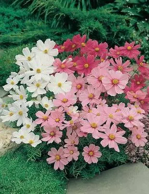 Growing cosmea from seeds at home