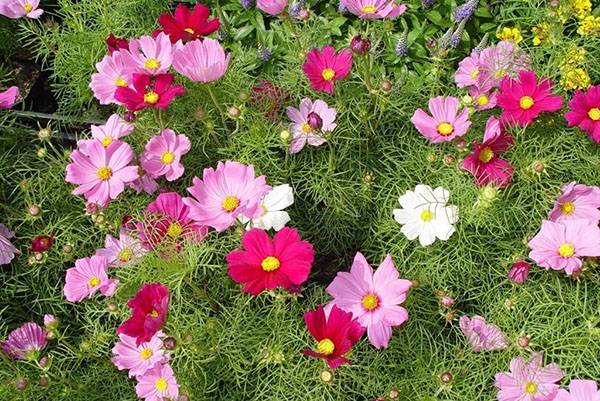 Growing cosmea from seeds at home