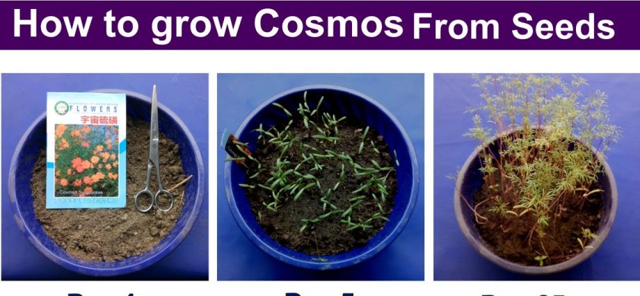 Growing cosmea from seeds at home