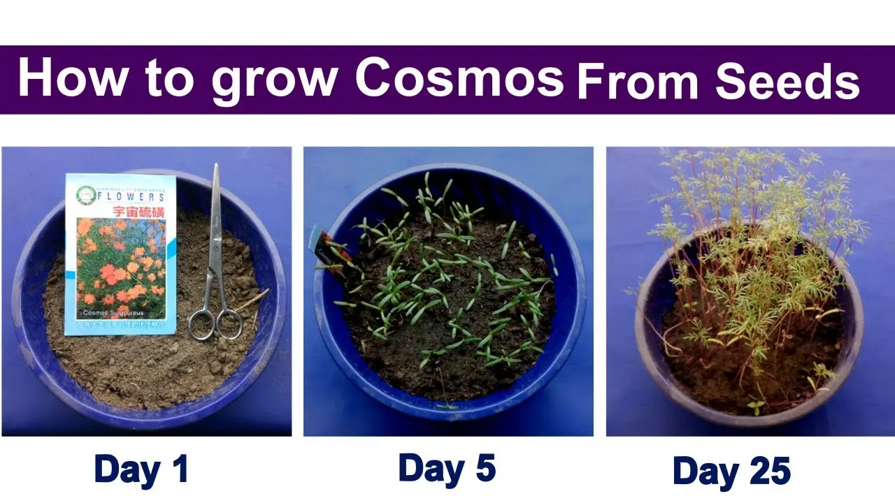 Growing cosmea from seeds at home