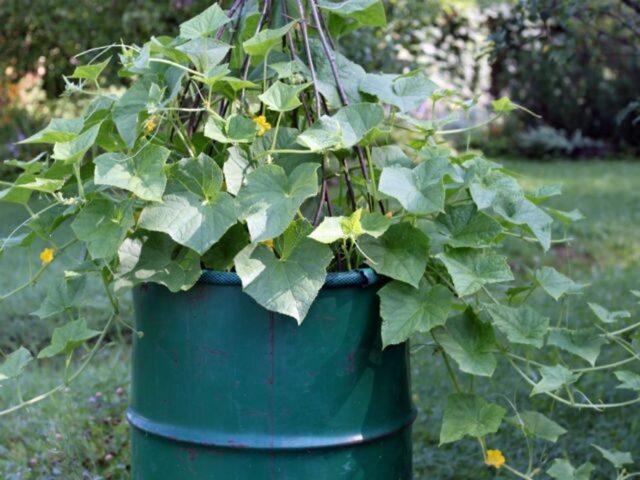 Growing cucumbers in a barrel: in the Moscow region, in the Leningrad region, video, photos, reviews