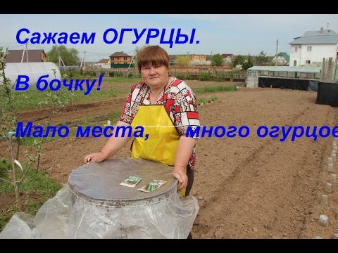 Growing cucumbers in a barrel: in the Moscow region, in the Leningrad region, video, photos, reviews