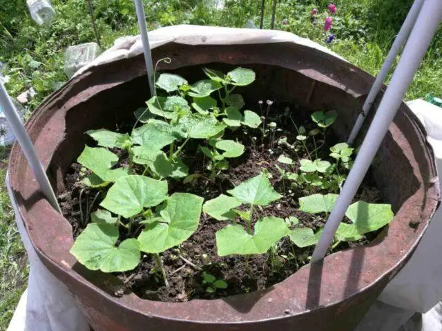 Growing cucumbers in a barrel: in the Moscow region, in the Leningrad region, video, photos, reviews