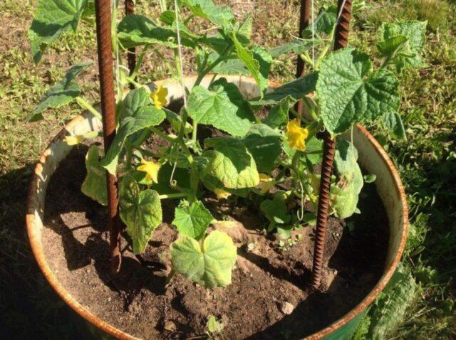 Growing cucumbers in a barrel: in the Moscow region, in the Leningrad region, video, photos, reviews