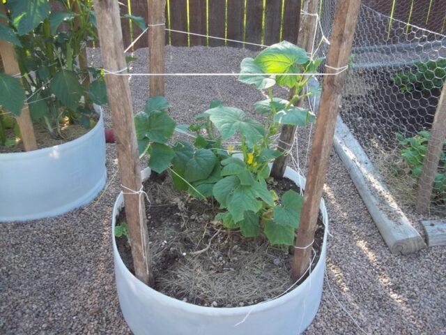 Growing cucumbers in a barrel: in the Moscow region, in the Leningrad region, video, photos, reviews