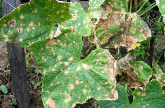 Growing cucumbers in a barrel: in the Moscow region, in the Leningrad region, video, photos, reviews