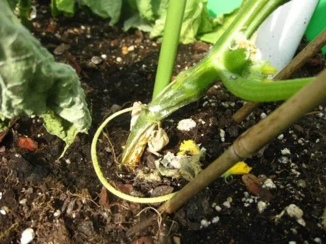 Growing cucumbers in a barrel: in the Moscow region, in the Leningrad region, video, photos, reviews