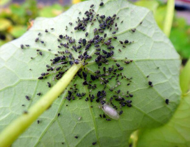 Growing cucumbers in a barrel: in the Moscow region, in the Leningrad region, video, photos, reviews