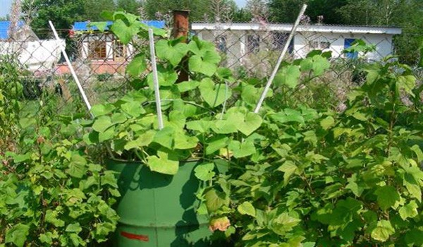 Growing cucumbers in a barrel is an unusual new way