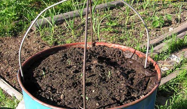 Growing cucumbers in a barrel is an unusual new way