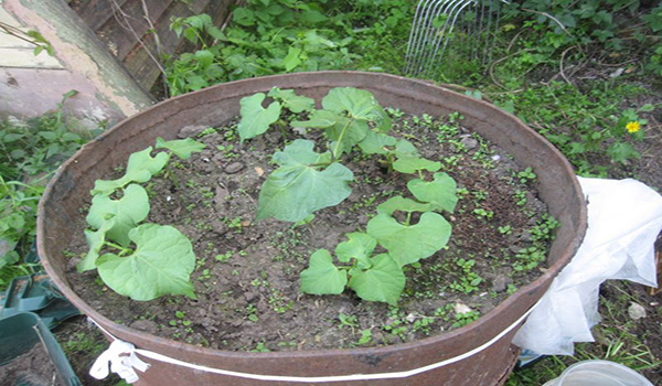 Growing cucumbers in a barrel is an unusual new way