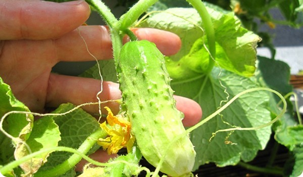 Growing cucumbers in a barrel is an unusual new way