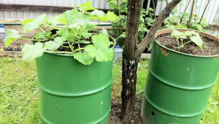 Growing cucumbers in a barrel is an unusual new way