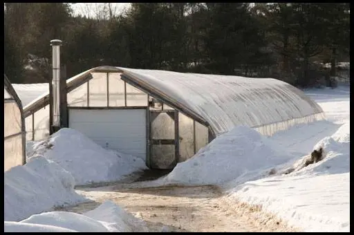 Growing cucumbers in a heated greenhouse in winter