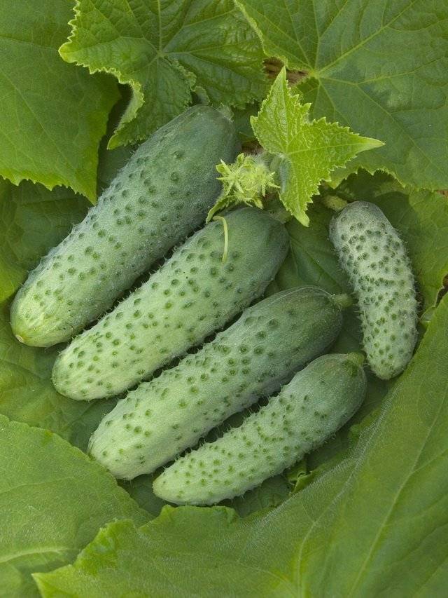 Growing cucumbers in a heated greenhouse in winter