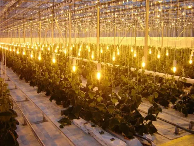 Growing cucumbers in a heated greenhouse in winter