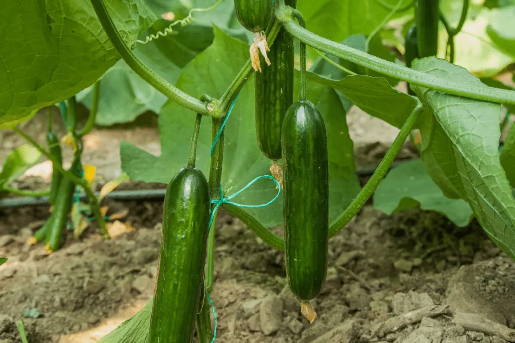 Growing cucumbers in a heated greenhouse in winter