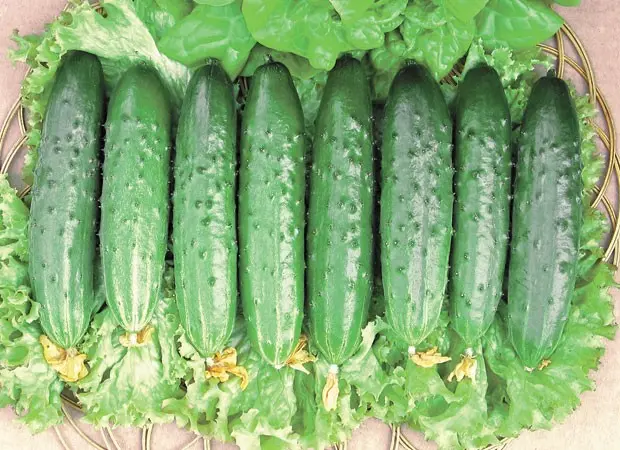 Growing cucumbers on the balcony: following simple rules