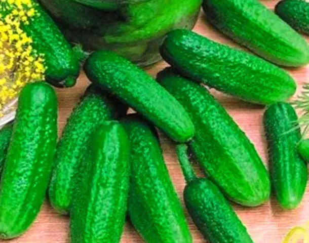 Growing cucumbers on the balcony: following simple rules