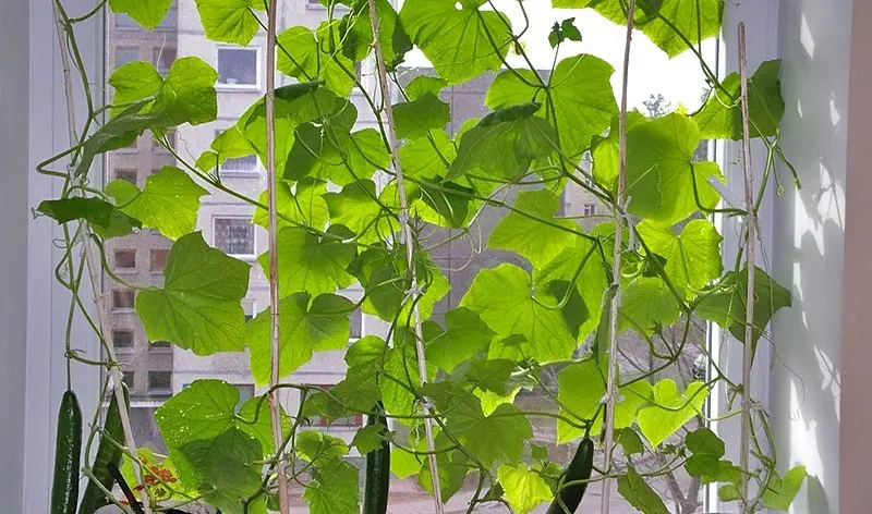 Growing cucumbers on the balcony: following simple rules