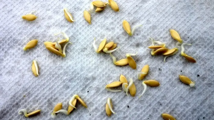 Growing cucumbers on the balcony: following simple rules