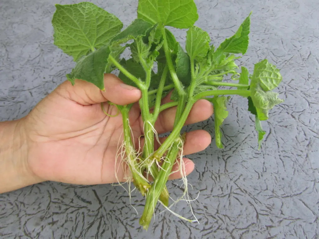 Growing cucumbers on the balcony: following simple rules