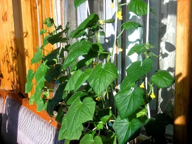 Growing cucumbers on the balcony: following simple rules