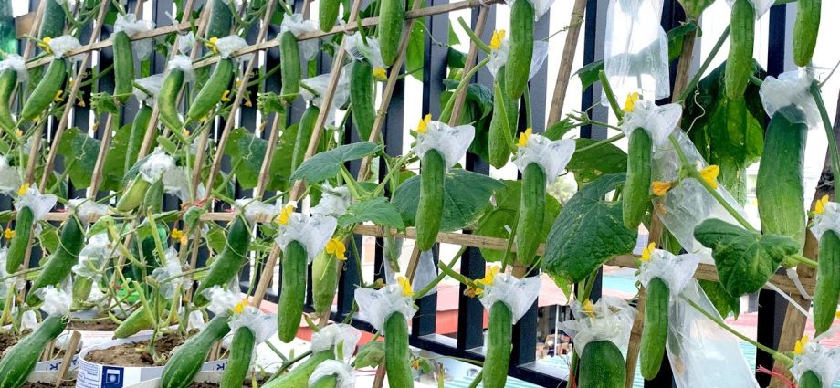 Growing cucumbers on the balcony: following simple rules