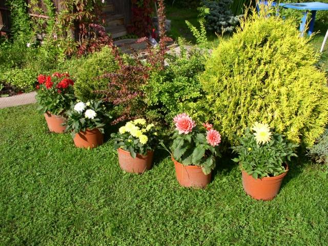 Growing dahlias in pots