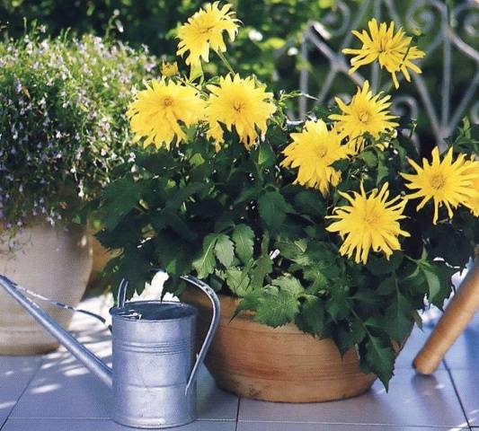 Growing dahlias in pots