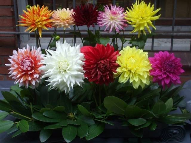 Growing dahlias in pots