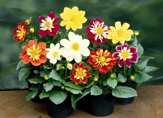 Growing dahlias in pots