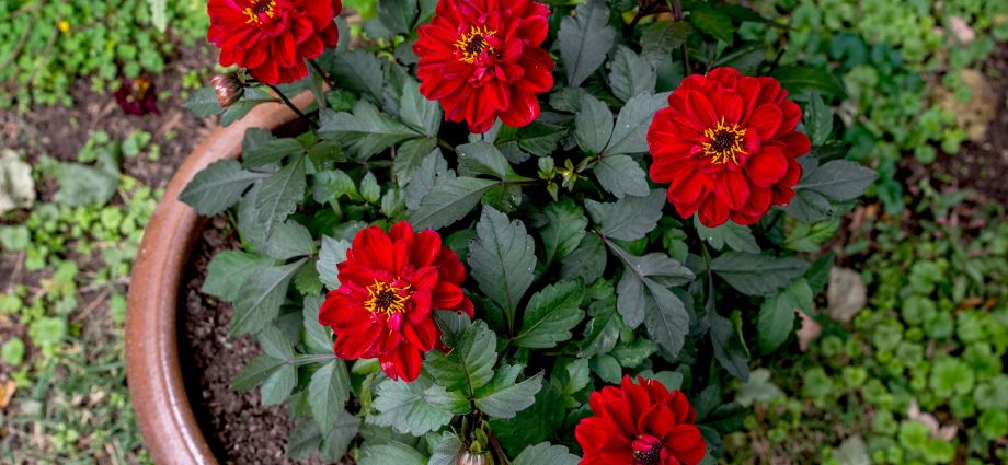 Growing dahlias in pots