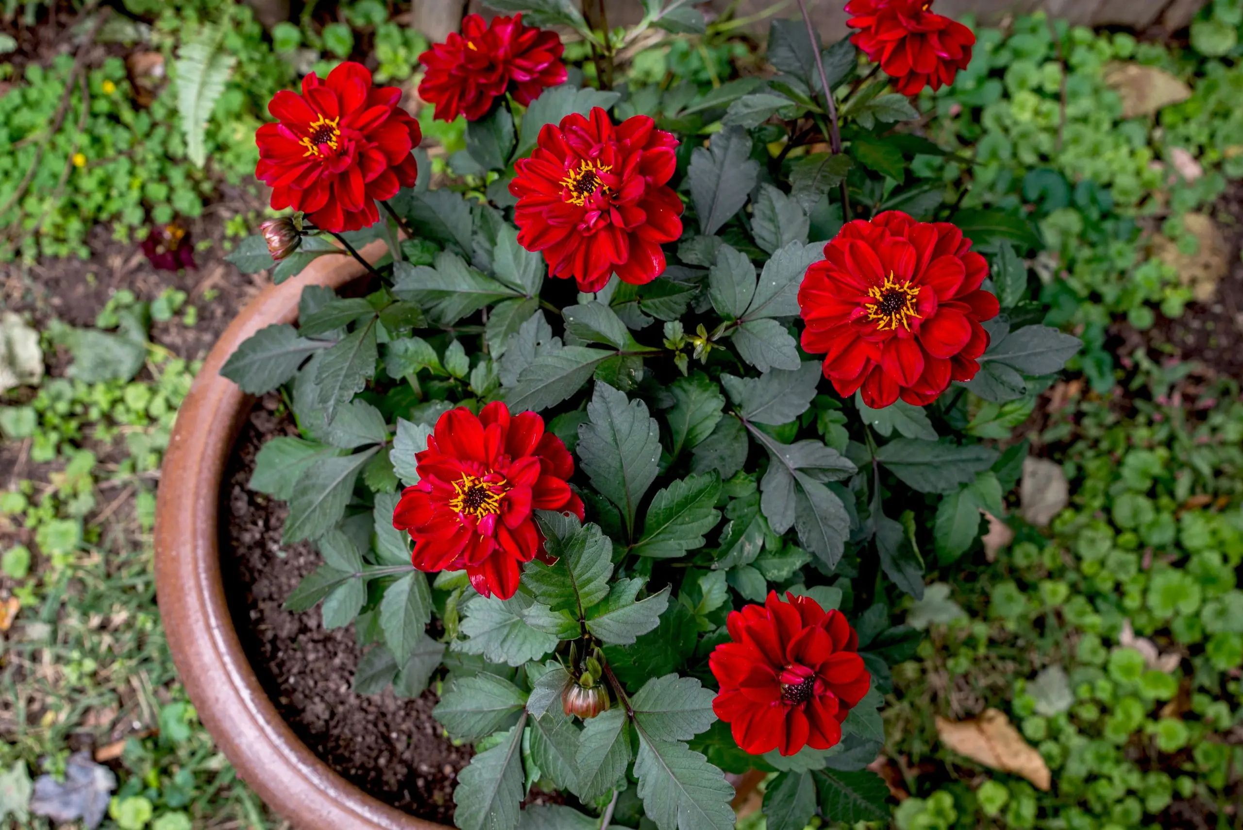 Growing dahlias in pots