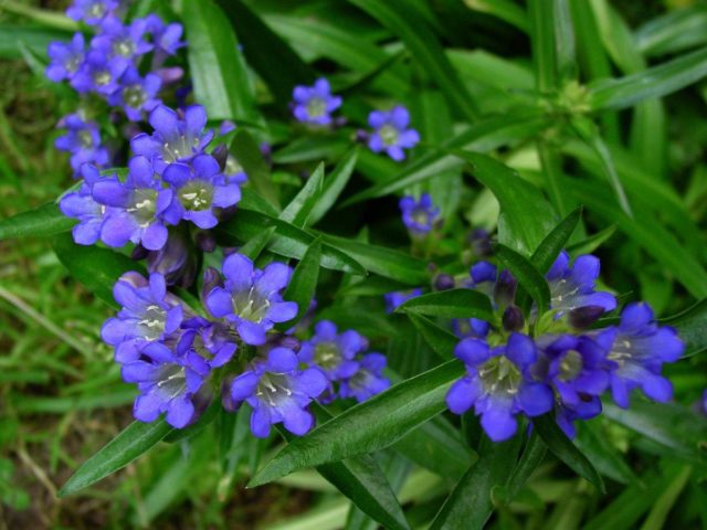 Growing Daurian gentian Nikita from seeds + photo