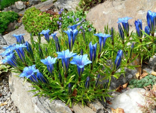 Growing Daurian gentian Nikita from seeds + photo