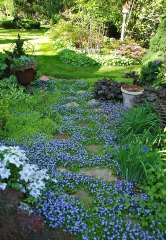 Growing Daurian gentian Nikita from seeds + photo