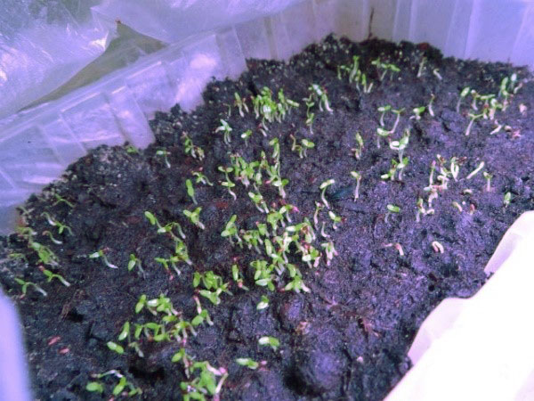 Growing Daurian gentian Nikita from seeds + photo