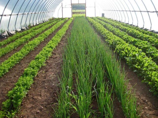 Growing dill in a greenhouse