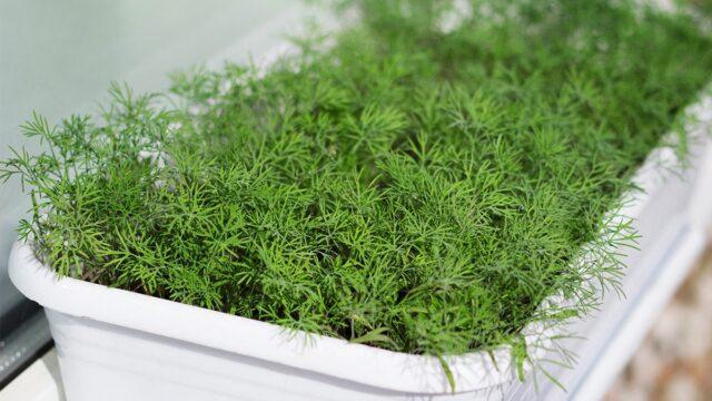 Growing dill in a greenhouse